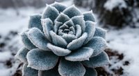 Roślina sukulentowa w zimowym otoczeniu. Widoczne detale pokryte szronem.
