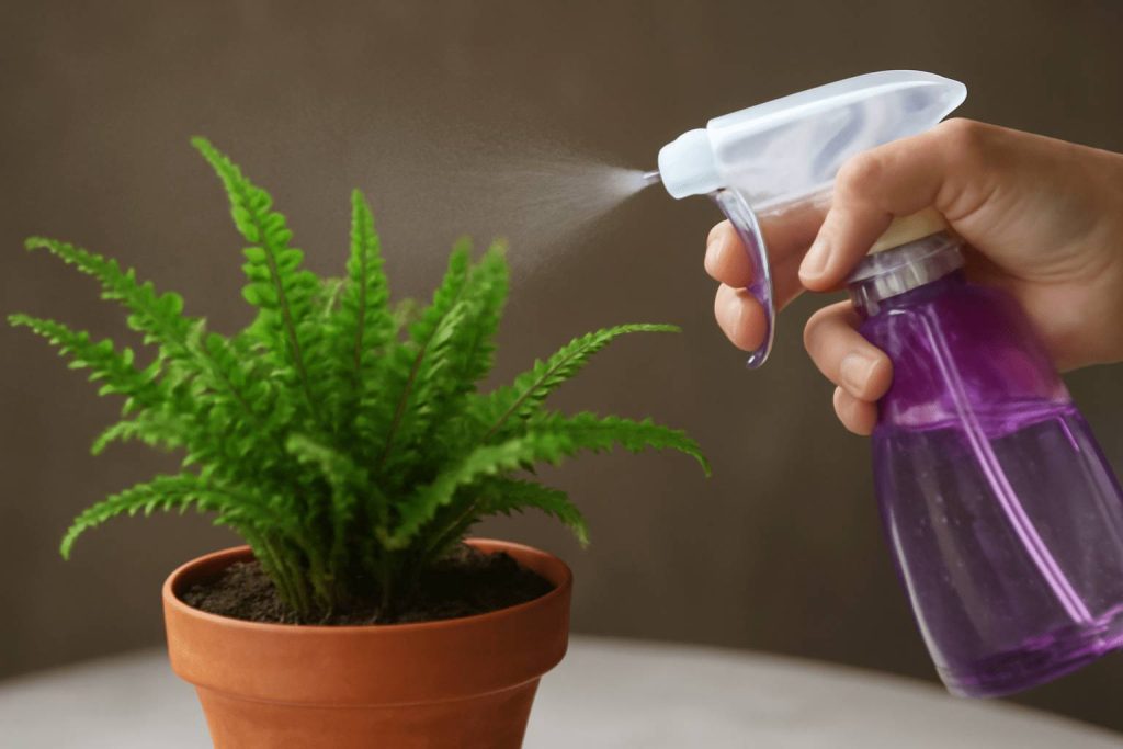 Roślina paprotki spryskiwana wodą, z wyraźnymi kroplami wody.