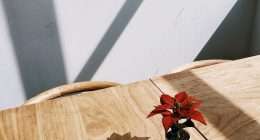 a small potted plant sitting on top of a wooden table