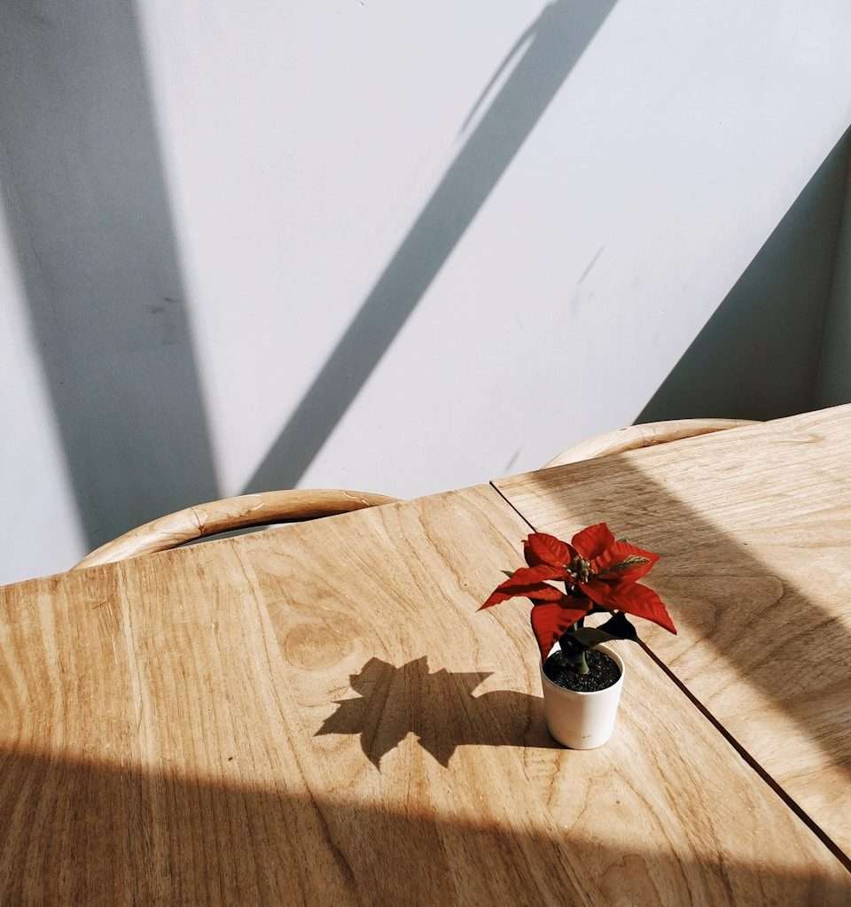 a small potted plant sitting on top of a wooden table