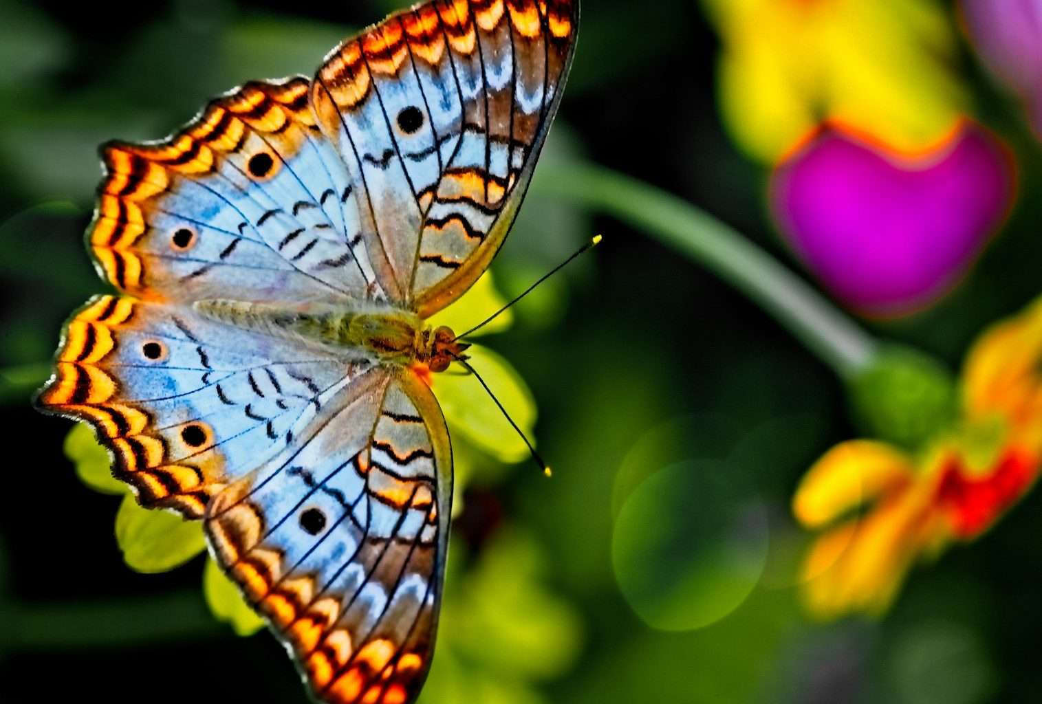 orange and black butterfly perched on yellow flower