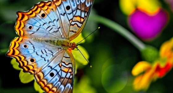 orange and black butterfly perched on yellow flower